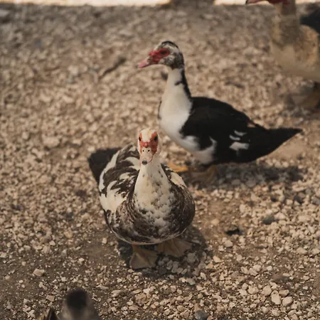 Casa Di Voz Complex & Free Gym Services By 