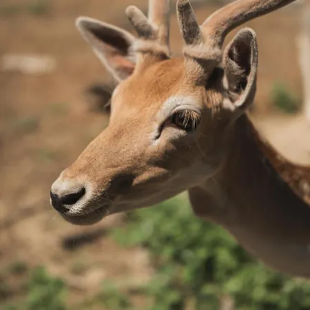 Casa Di Voz Complex & Free Gym Services By 