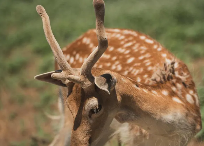 Villa Casa Di Voz Complex & Free Gym Services By 