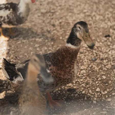 Casa Di Voz Complex & Free Gym Services By 