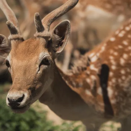 Casa Di Voz Complex & Free Gym Services By 